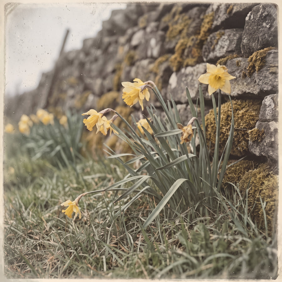 Wild daffodils growing in rough grass at the foot of a dry stone wall