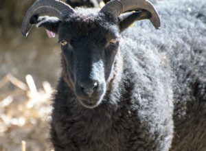  De tangspisende får i North Ronaldsay